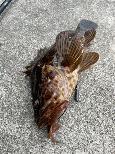 タケノコメバルの釣果