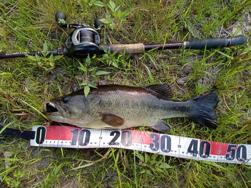 ラージマウスバスの釣果