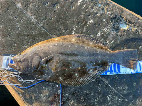 ヒラメの釣果