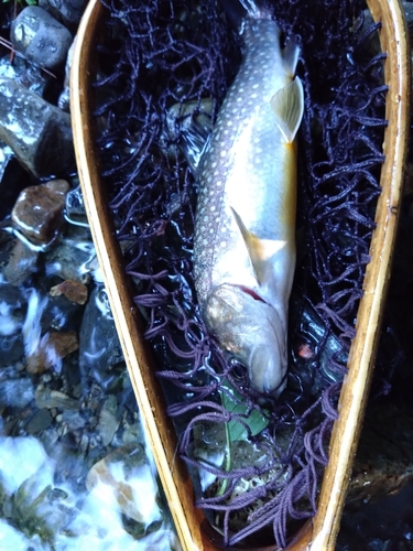 イワナの釣果