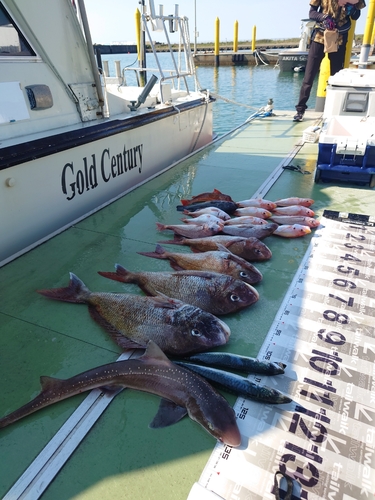 タイの釣果