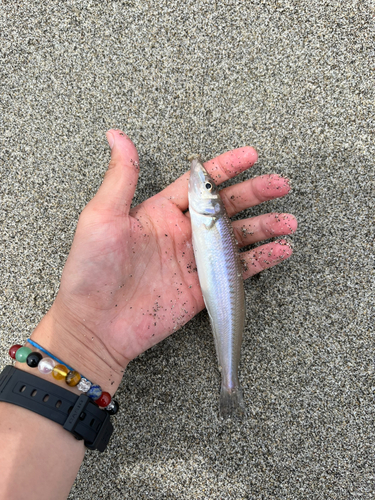 キスの釣果