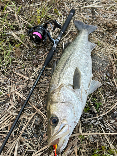 スズキの釣果