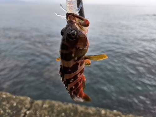 アカハタの釣果