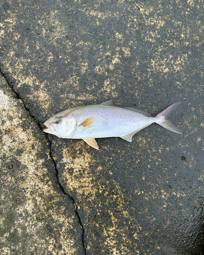 ショゴの釣果