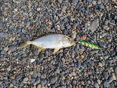 ショゴの釣果