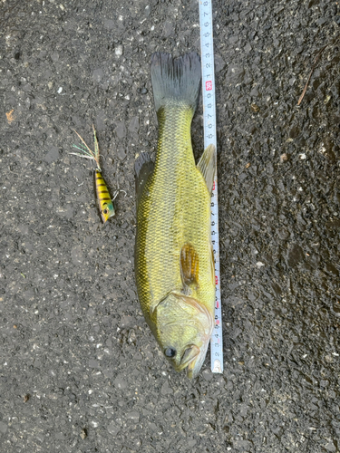 ブラックバスの釣果