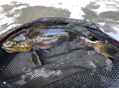 アイナメの釣果