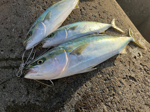 ハマチの釣果