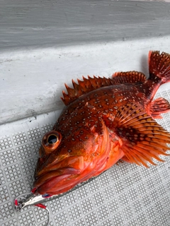 ウッカリカサゴの釣果