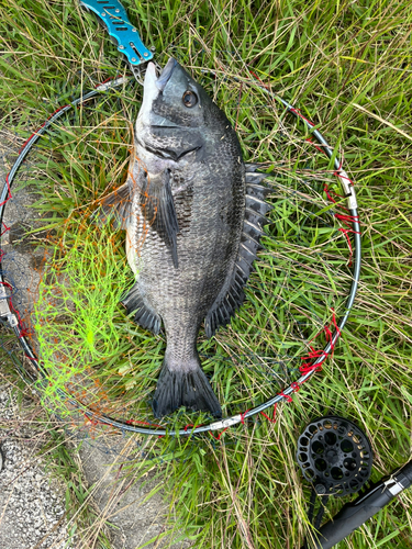 チヌの釣果