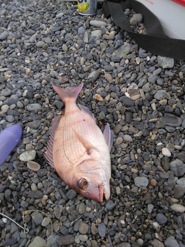 マダイの釣果