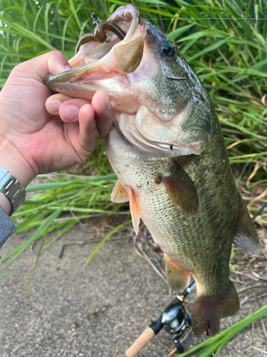 ラージマウスバスの釣果