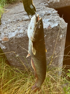 ナマズの釣果