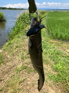 ナマズの釣果