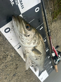 スズキの釣果