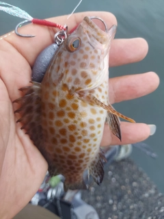 オオモンハタの釣果