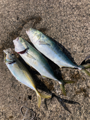 イナダの釣果