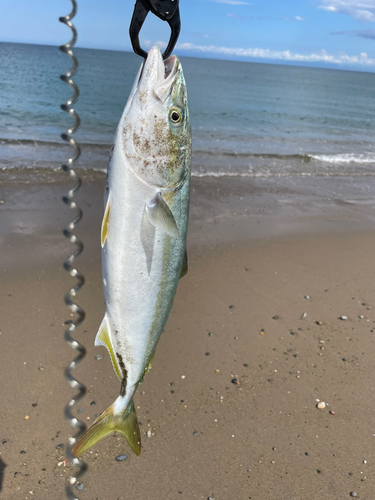 イナダの釣果