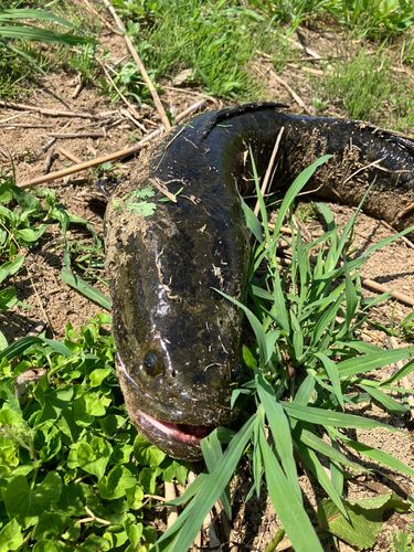 ライギョの釣果