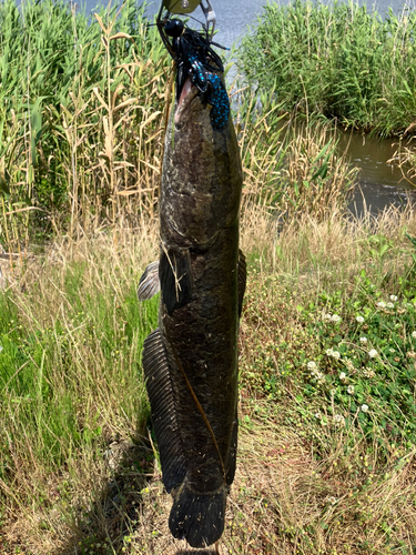 ライギョの釣果