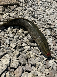 ライギョの釣果