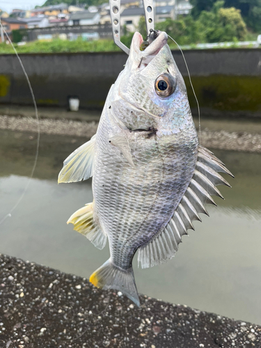 キビレの釣果