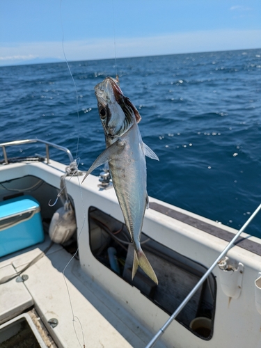 マアジの釣果