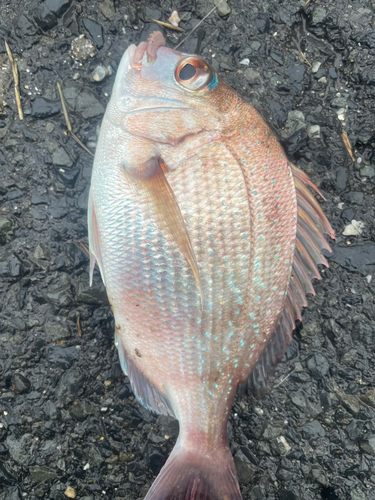 チャリコの釣果