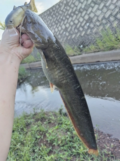 ナマズの釣果