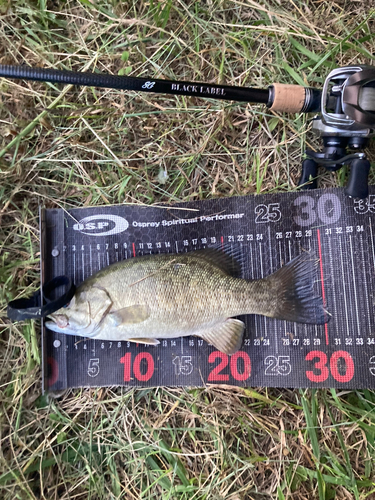 スモールマウスバスの釣果