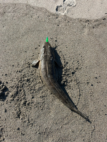 マゴチの釣果