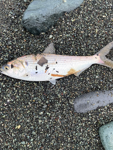 コノシロの釣果