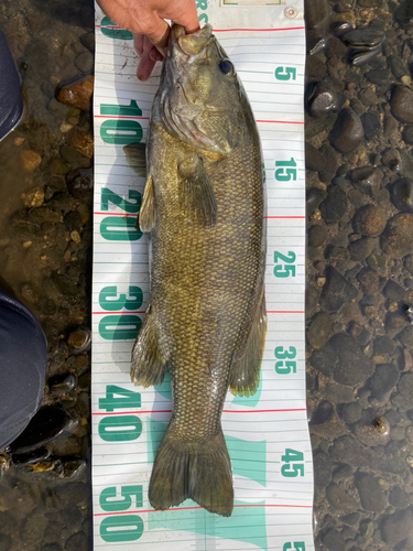 スモールマウスバスの釣果