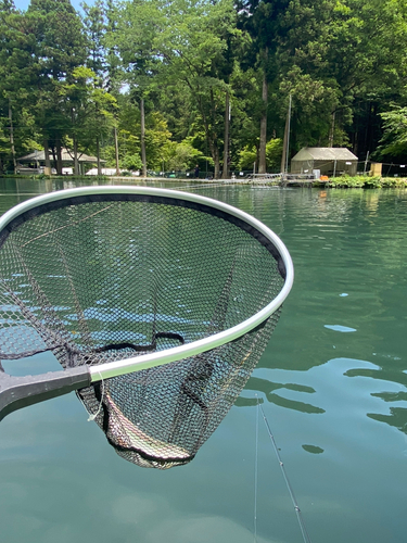 ニジマスの釣果