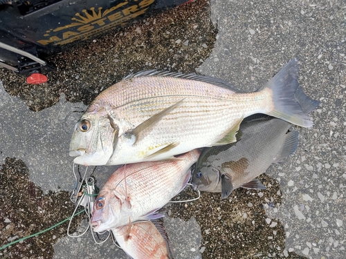 ヘダイの釣果