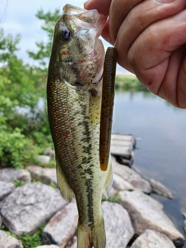 ラージマウスバスの釣果