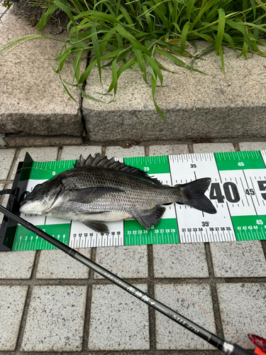 クロダイの釣果