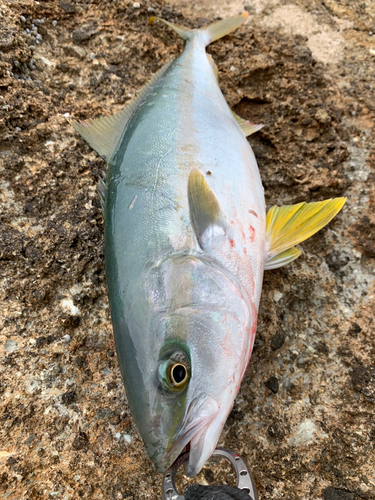 ヒラマサの釣果