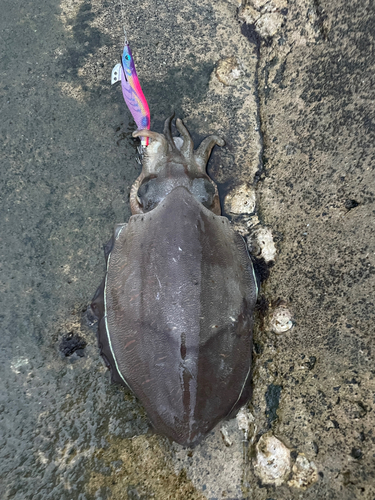 カミナリイカの釣果