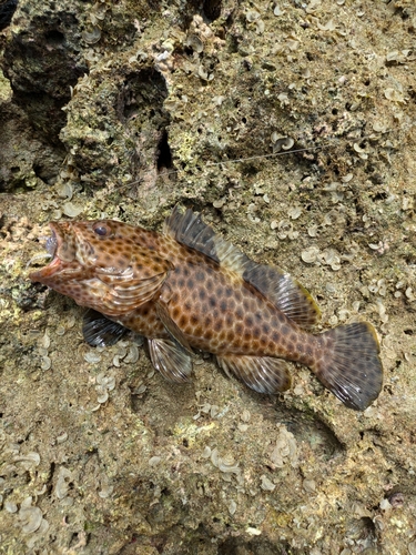 オオモンハタの釣果