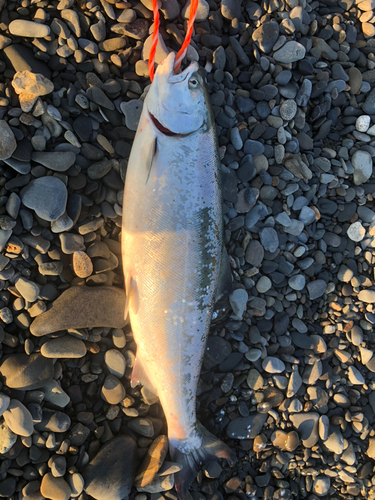 サクラマスの釣果