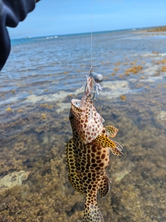 カンモンハタの釣果