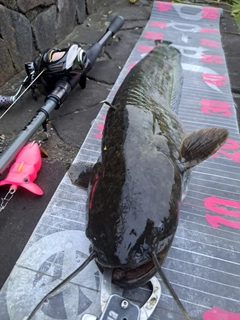 ナマズの釣果