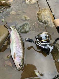 ニジマスの釣果