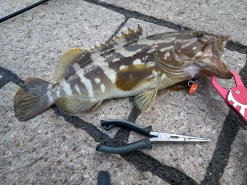 クエの釣果