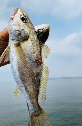 イシモチの釣果