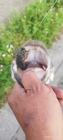 ブラックバスの釣果