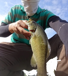 スモールマウスバスの釣果