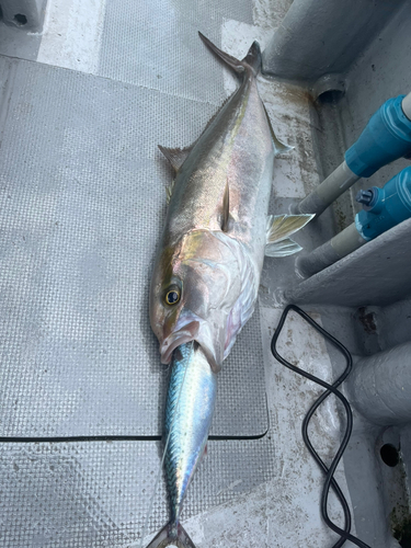 カンパチの釣果